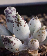 ��Щ�Լ����Ķ�����������