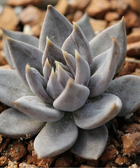 ��������޷�����