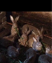 �ɰ�������