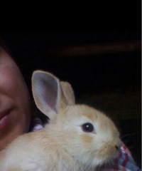 �ɰ�������