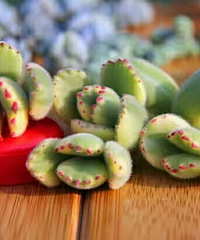 �����ڣ����ո����ܣ����ܣ������ҵ�