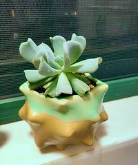 【加入多肉圈第一帖】春暖花开最好养了