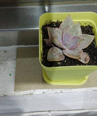 ���������Ȧ��һ����