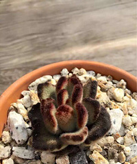 ���ȵ�̩����