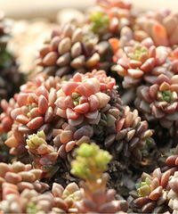 ��������޷�����