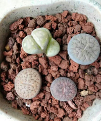 【加入多肉圈第一帖】+个性多肉 多肉植物: