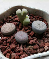 ���������Ȧ��һ����+���Զ���  ����ֲ��: