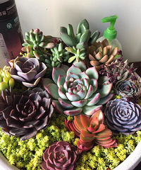 �칫�������ķ羰��