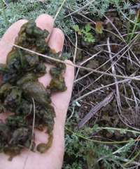 地皮菜的做法,你会做这种菜吗