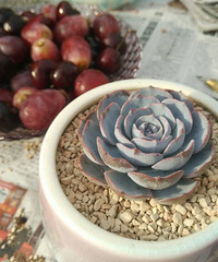 ���������Ȧ��һ����+������һ�����