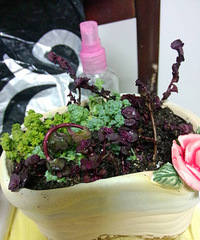 ���������Ȧ��һ����+˳��ɹδ����Ĳ�ݮ