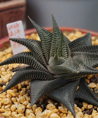 ֮ǰȥ��һ����������ĵΡ�