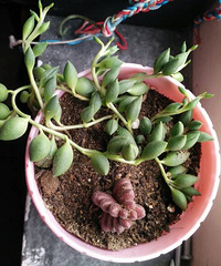 ����������һ������Ҳ��ɹɹ�Ҽҵ�С����