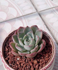 ���������Ȧ��һ����+���㰮������������