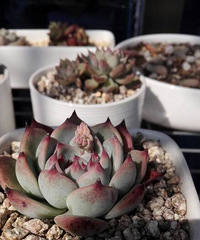 ���������Ȧ��һ����+���㰮������������