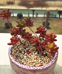 ������ɰ�