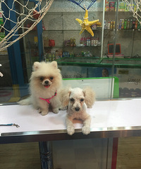 ����Ե��ƤС��������İ��