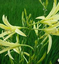 孕妇能吃金针菜吗?金针菜有毒吗?