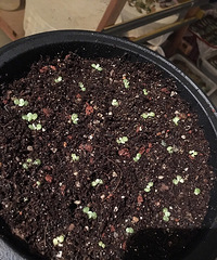 ����������һ����+���������