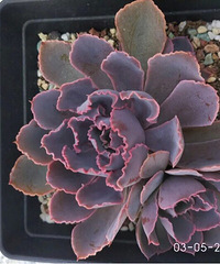 ���������Ȧ��һ�����ҵĶ���̫�ÿ���