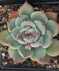 ���������Ȧ��һ�����ҵĶ���̫�ÿ���