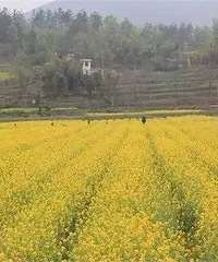 "美晕了!湖北这里的油菜花比婺源更美,竟然没人知道"