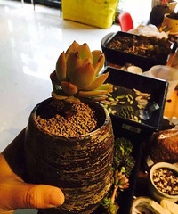 ֲ���ڣ������С��ֲ���ˡ�