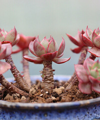 ɹɹ��������ŵ����⣬���༼�����Ǻܺ�