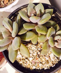 �Ҽ�����