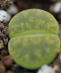 ��ҹ�����Ŷ�