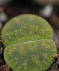 ��ҹ�����Ŷ�