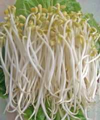 "宝宝能吃黄豆芽吗?宝宝的饮食家长的功课"