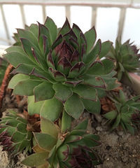 ���������Ȧ��һ����+ �����һ��