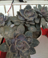 ���������Ȧ��һ����+ �����һ��