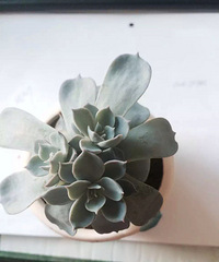 ���������Ȧ��һ����+����+����+�໨