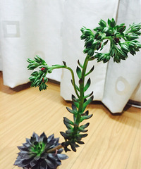 ��Ϊ���⣬�ջ��˰���