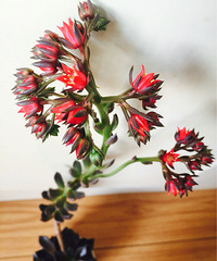 ��Ϊ���⣬�ջ��˰���