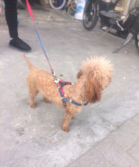 这是谁家的狗狗,昨天隔壁捡到一条贵宾,看