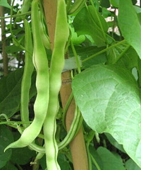 豆角的做法大全 土豆炖豆角的做法