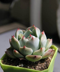 ɹ���ջ���