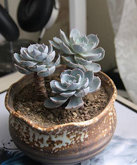 ɹ���ջ���