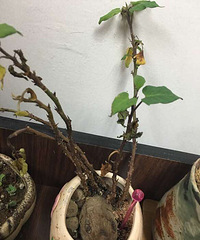 ɹ�°칫���ﱦ��