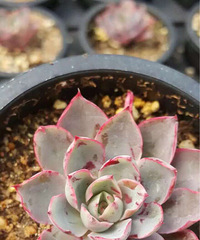 �����Ŷ����������