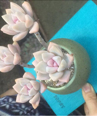 ��һ�ηŶ�������һ��ɣ�ҩ��̫�ز���