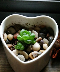 ���������Ȧ��һ������һ��������