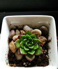 ���������Ȧ��һ������һ��������