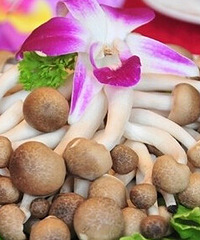 哺乳期能吃蟹味菇吗?妈妈们你们知道吗