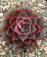 ��һ�ηŶ�������һ��ɣ�ҩ��̫�ز���