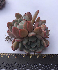 �������ⲻ���ڸ���