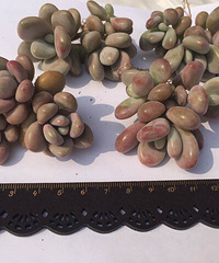 �������ⲻ���ڸ���